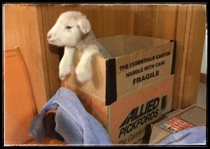 Orphan lamb photo