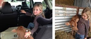 Halter training a house cow