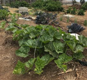 Pumpkin plant growing in the vegie patch