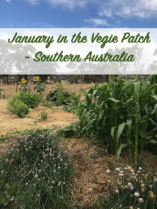 January in the vegie patch