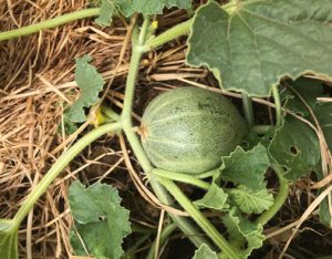 Rockmelon growing