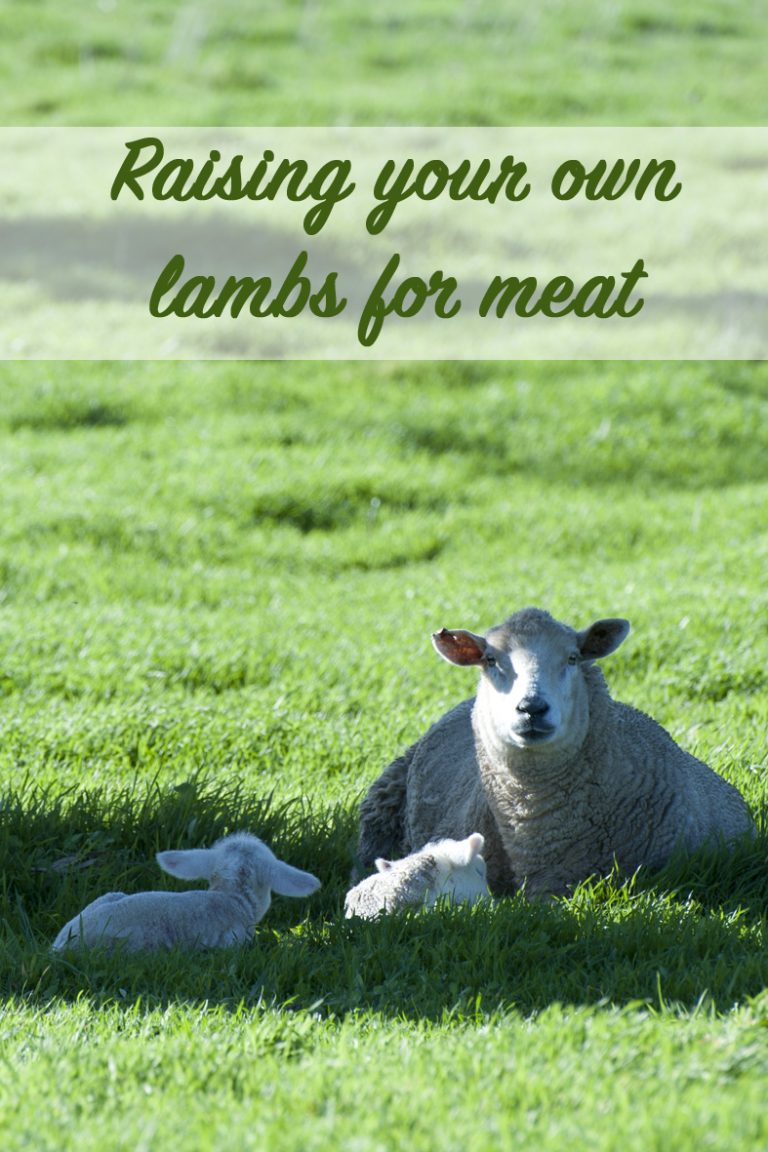 Raising lambs for meat
