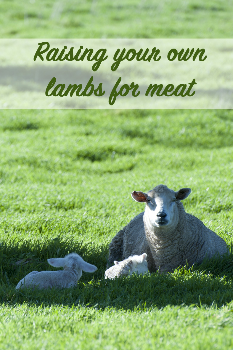 Raising lambs for meat
