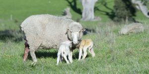 twin lambs newly born