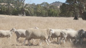 A Balancing Rock Farm Ram