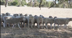 Balancing Rock Farm ewes and rams