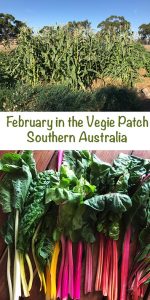 February in the Vegetable garden