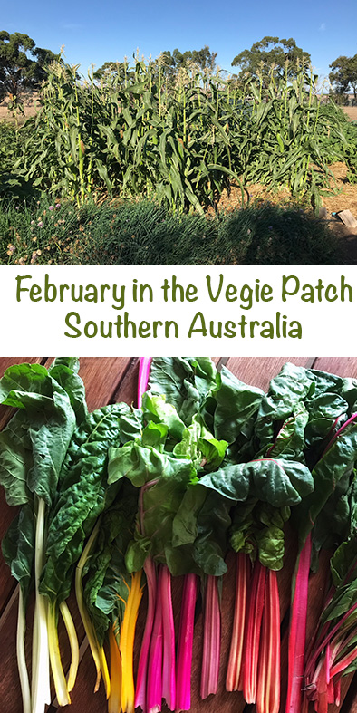 February in the Vegetable garden