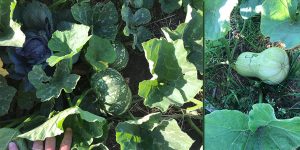 Pumpkins in the vegetable garden