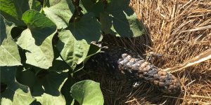 stumpy tail lizard in sweet potato patch