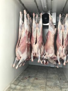 Lamb Carcases