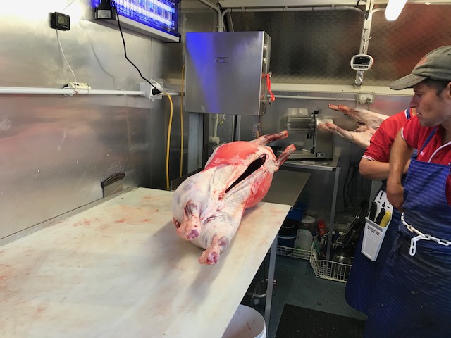 Lamb carcase