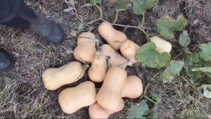 Butternut Pumpkins