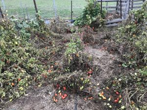 Tomato bushes late may