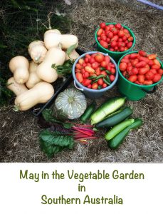May in the Vegetable garden