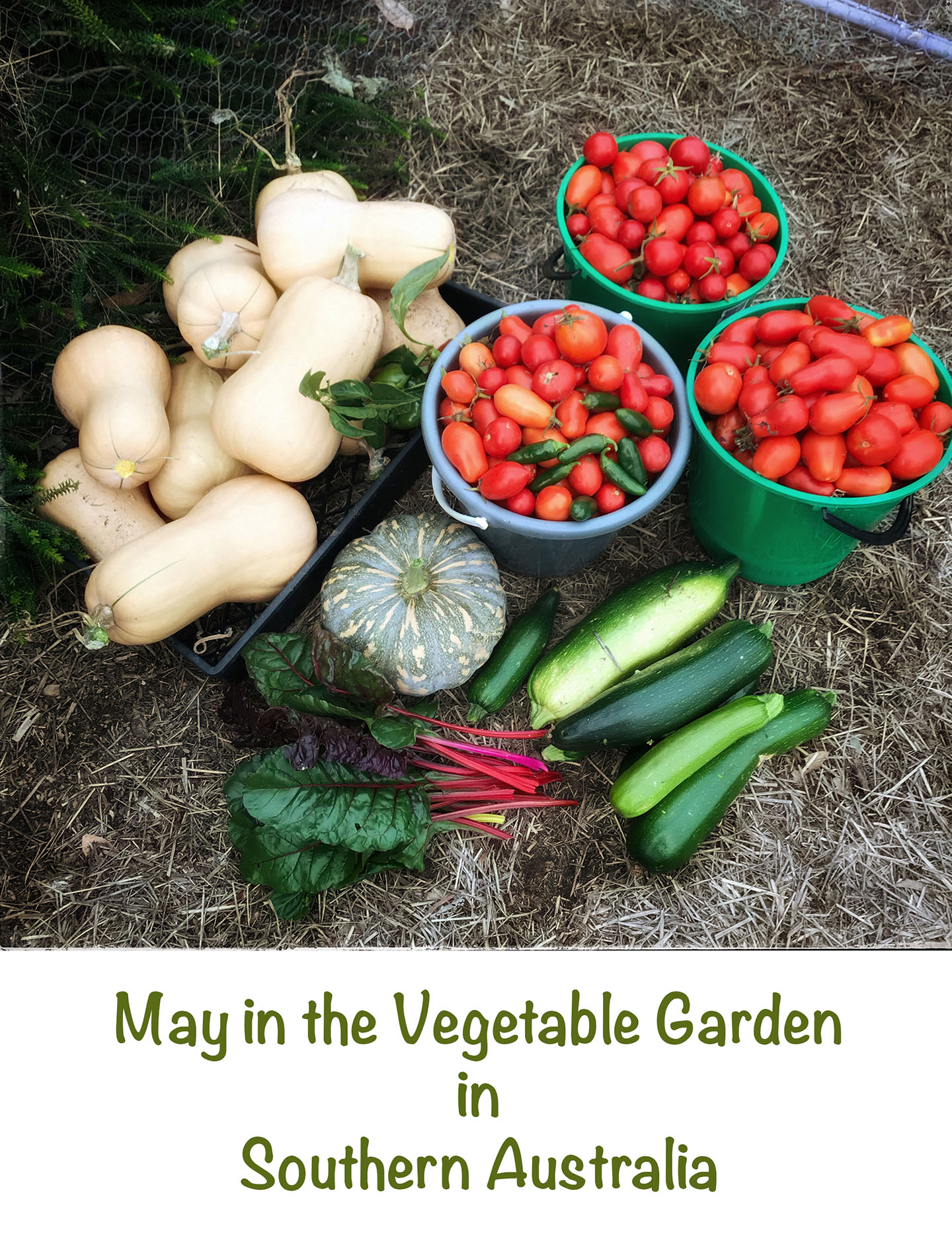 May in the Vegetable garden