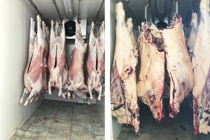 Lamb and beef carcases