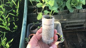 how to make a newspaper seedling pot