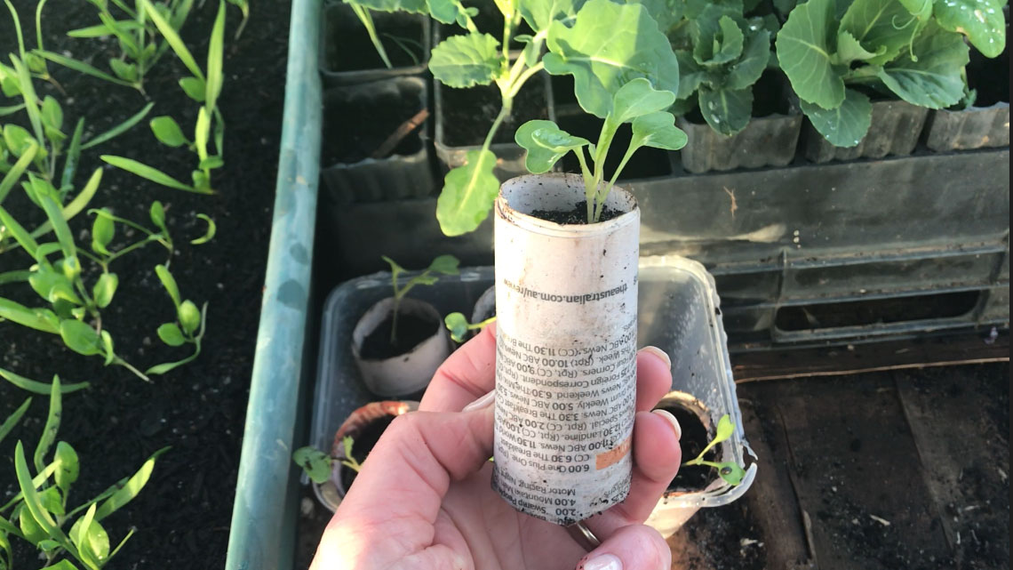 how to make a newspaper seedling pot