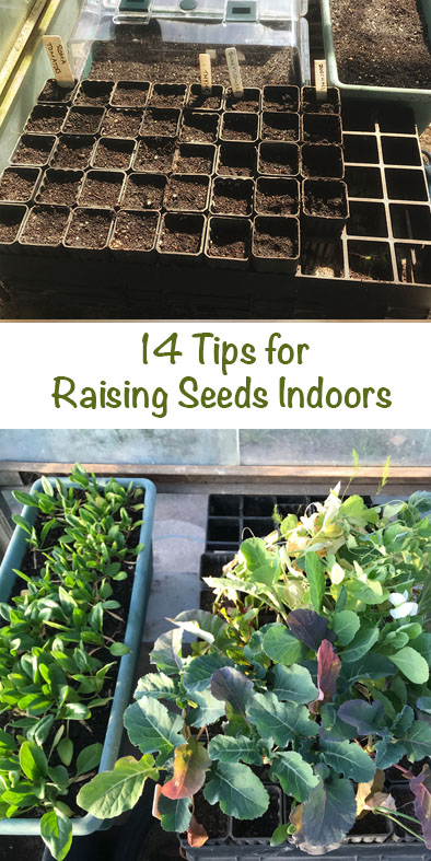 14 tips for raising seeds indoors