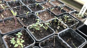 thyme seedlings
