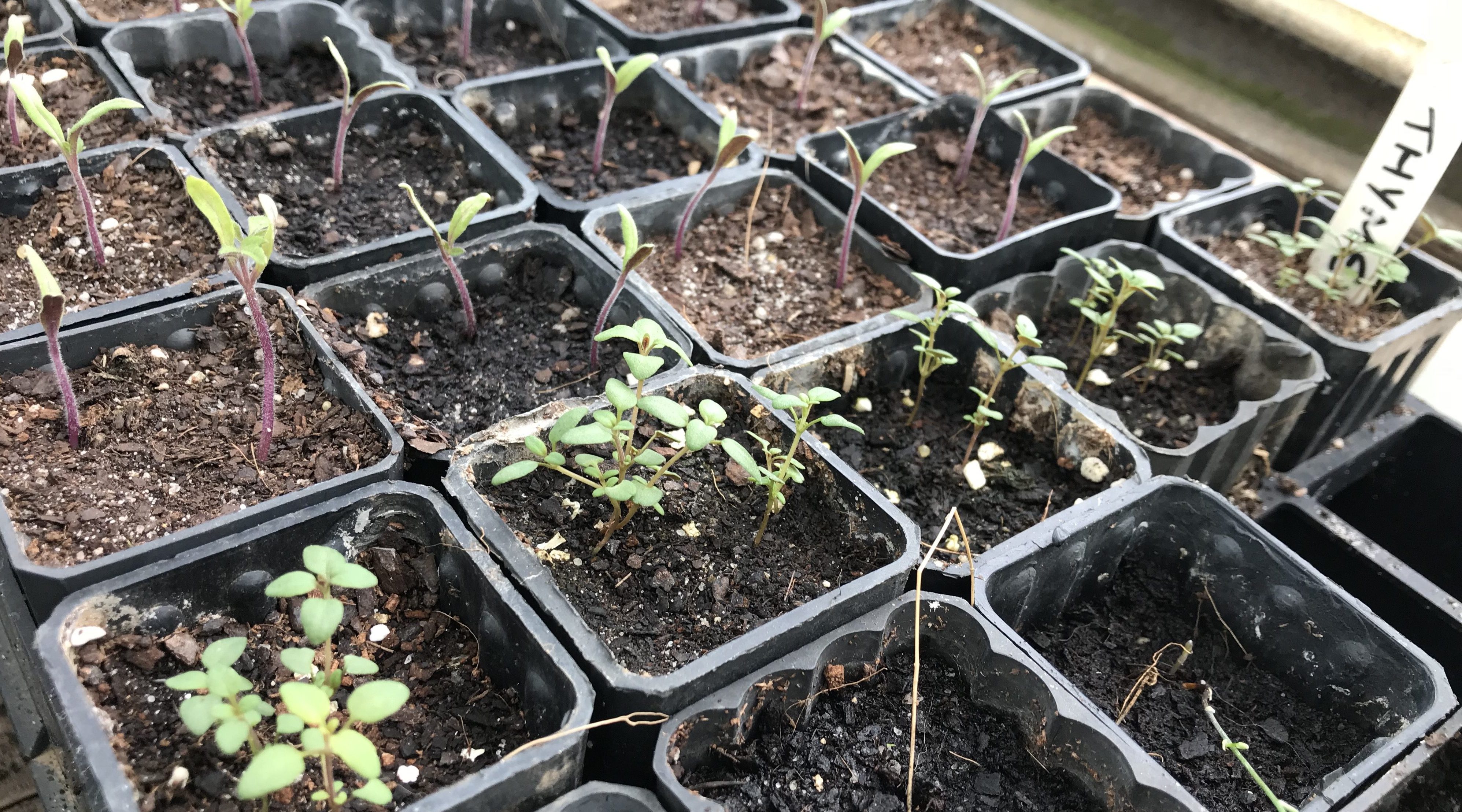 thyme seedlings