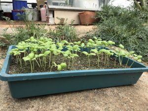 Basil seedlings