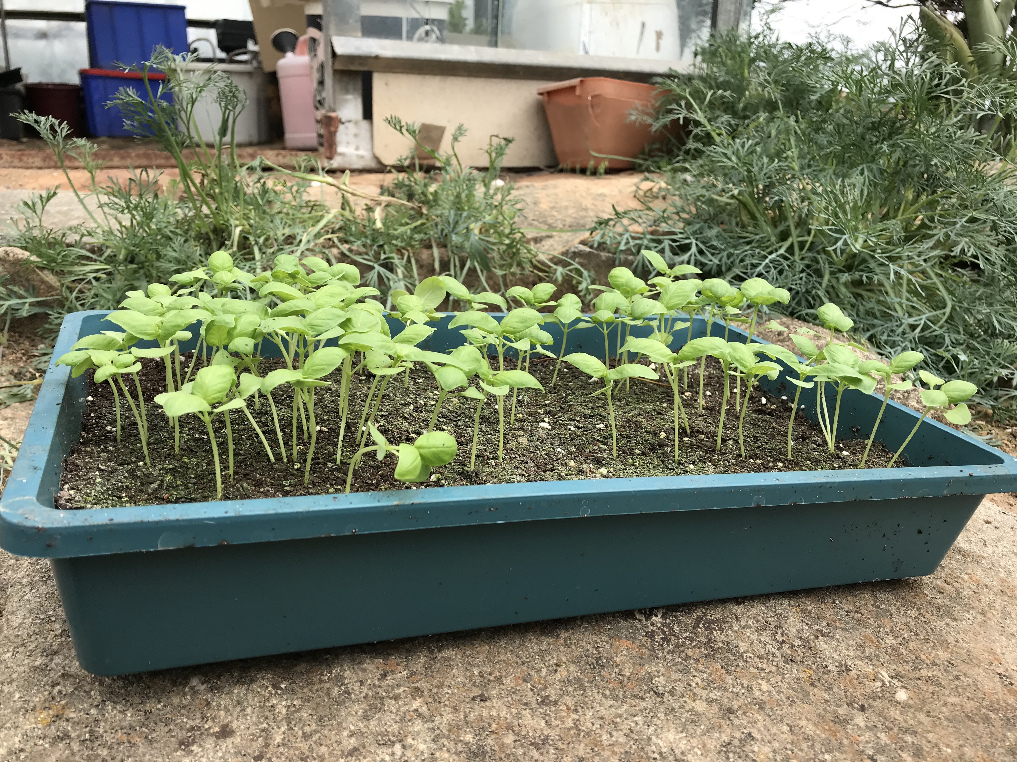 Basil seedlings
